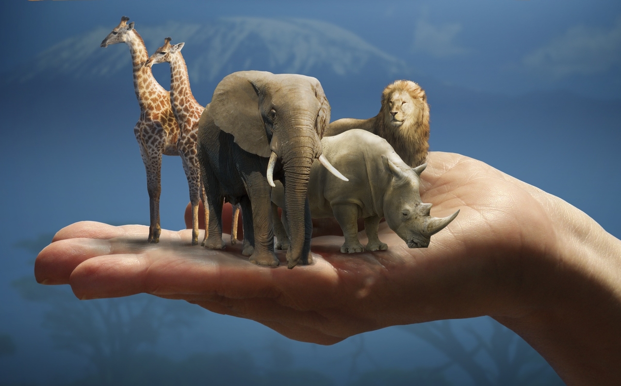 Animal  Protection